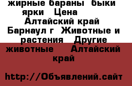 жирные бараны, быки, ярки › Цена ­ 230 - Алтайский край, Барнаул г. Животные и растения » Другие животные   . Алтайский край